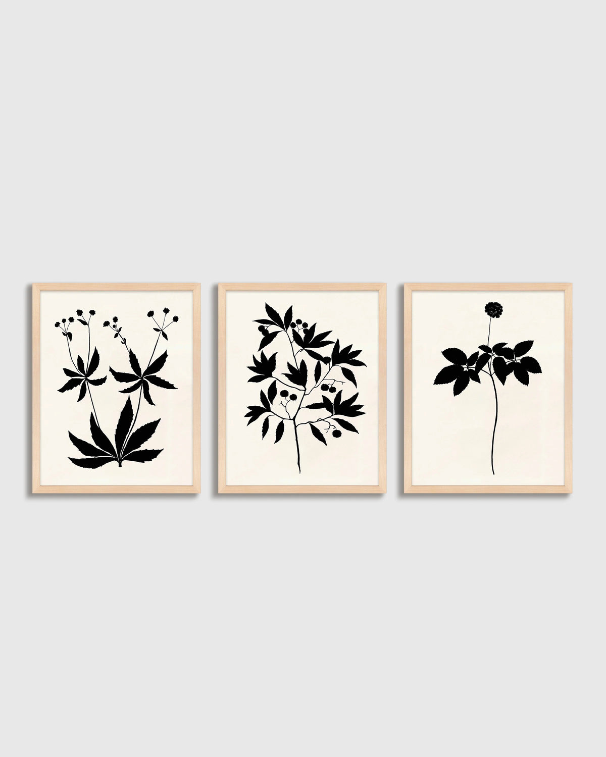 Botanical by Philippa Katz (Set of 3) - 17.25"x21.25" / Black