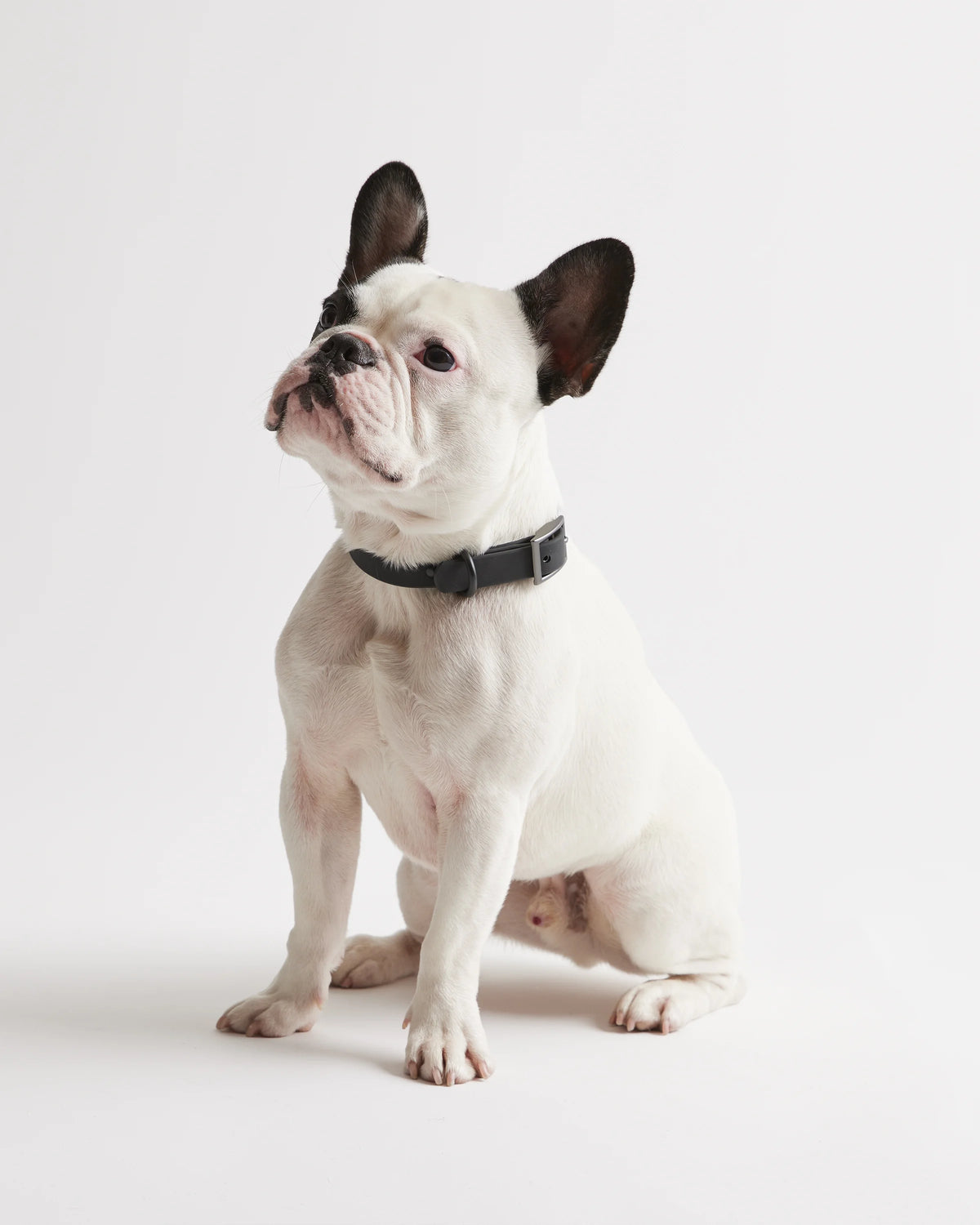 Flex-Poly Dog Collar - XS / Black