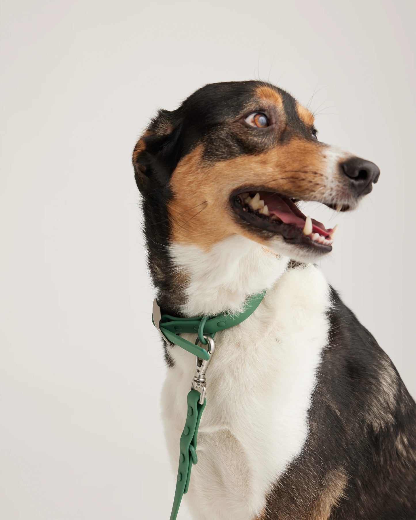 Dog Collar Walk Kit - XS / Black