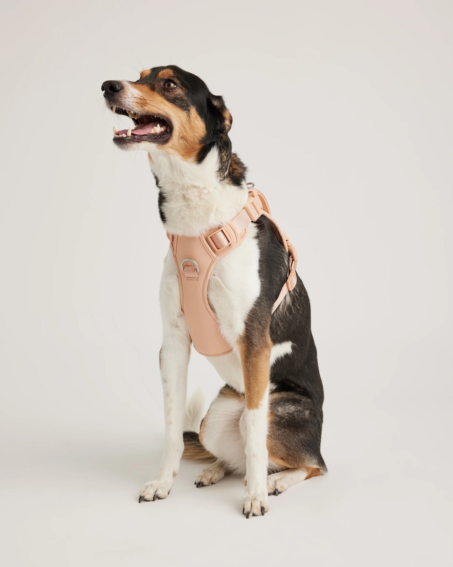 Neoprene Double Panel Dog Harness - XS / Black