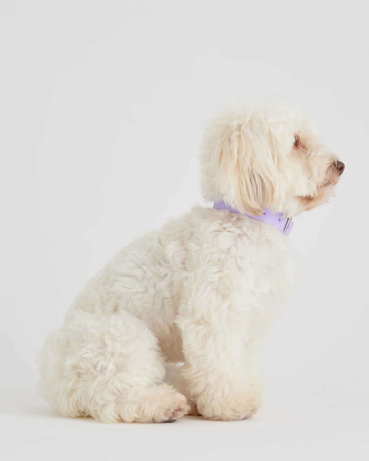 Flex-Poly Dog Collar - XS / Black